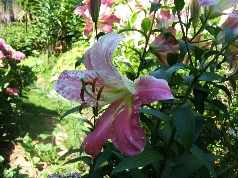 Photo of Lilies (Lilium) uploaded by pirl