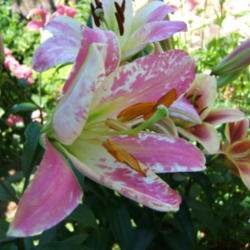 Location: Fireplace garden, middle.
Date: 2012-0703
Virused Orienpet lily Rosselini.