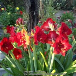 Location: Tucson, Arizona
Date: April 2014
Bulbs were a Christmas gift over many years