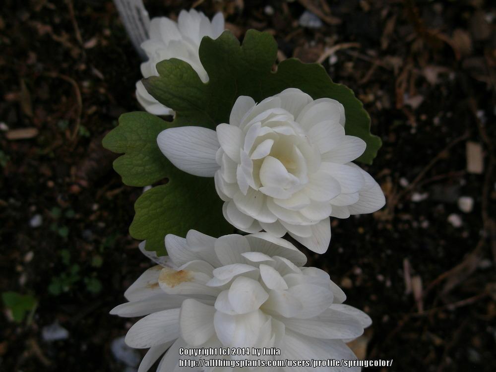 Photo of Bloodroot (Sanguinaria canadensis 'Multiplex') uploaded by springcolor