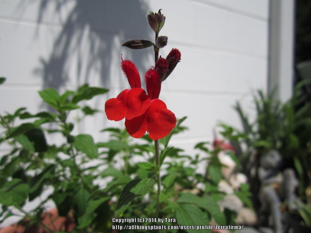 Photo of Salvias (Salvia) uploaded by terrafirma