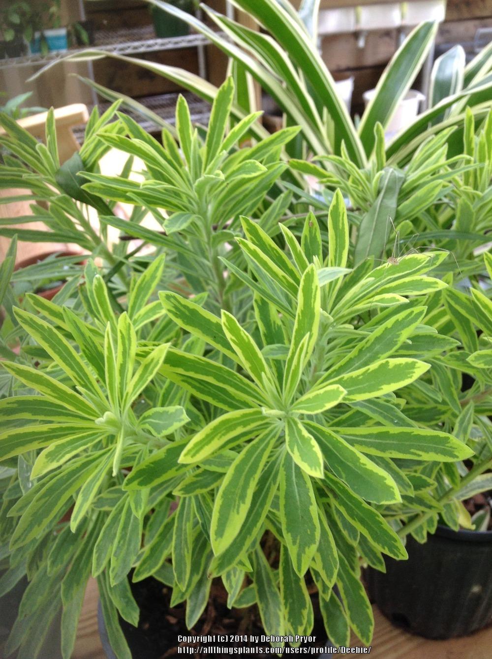Photo of Euphorbia (Euphorbia x martini 'Ascot Rainbow') uploaded by Deebie