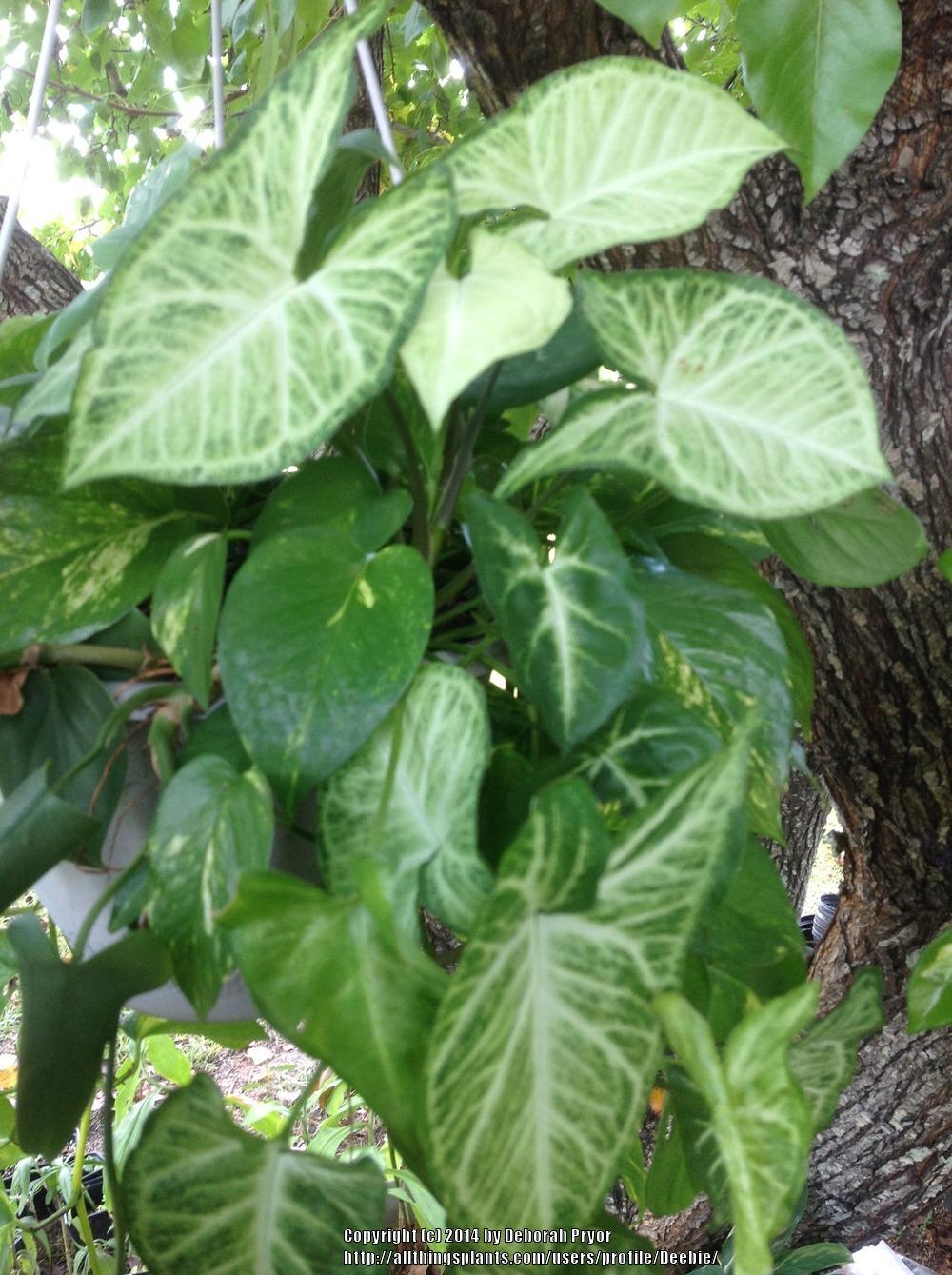 Photo of Arrowhead Plant (Syngonium podophyllum) uploaded by Deebie