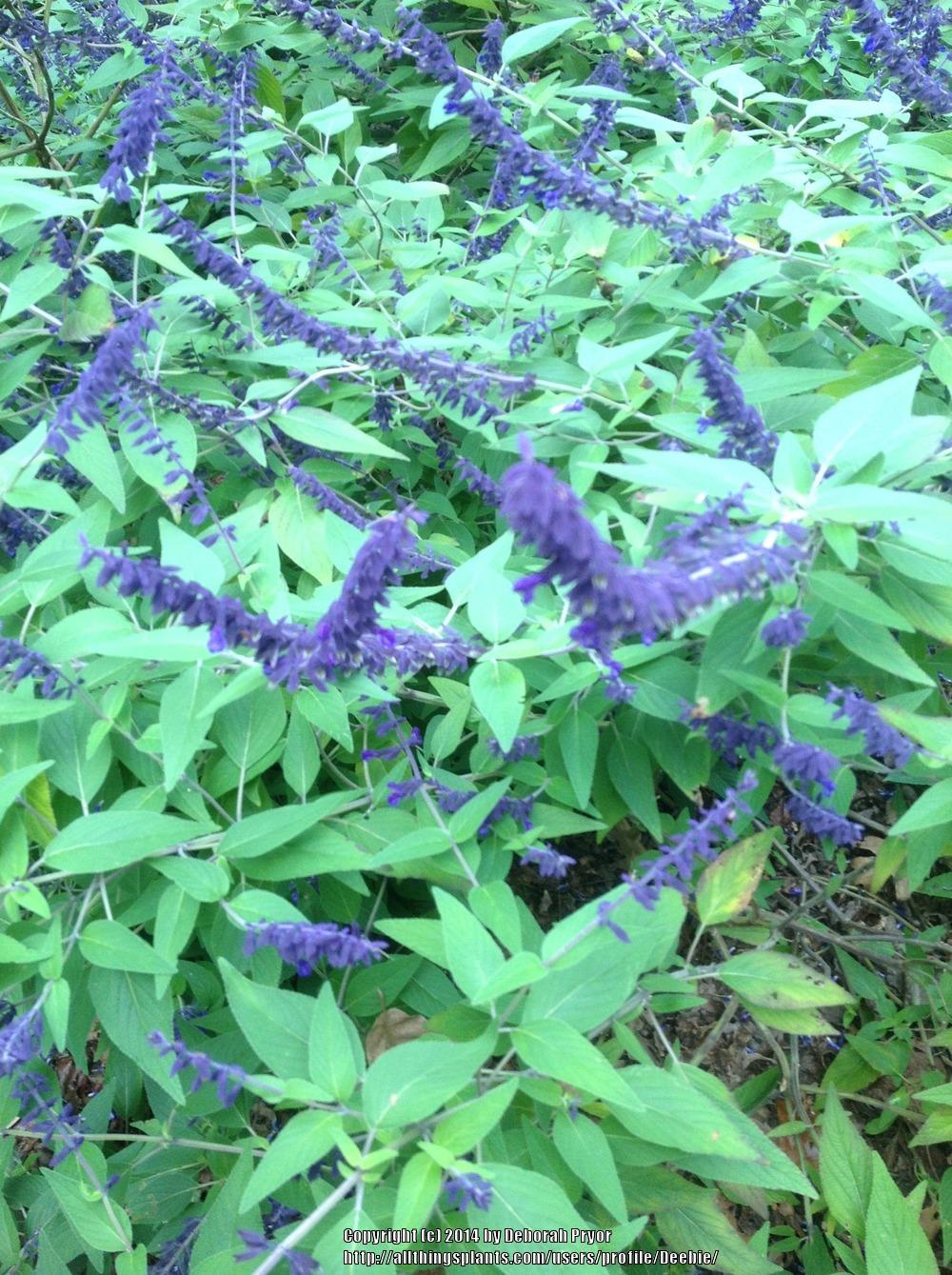 Photo of Sage (Salvia 'Anthony Parker') uploaded by Deebie
