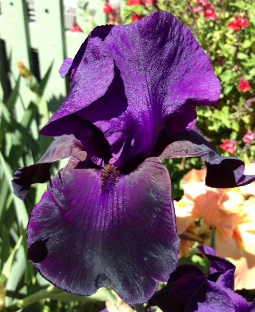 Photo of Tall Bearded Iris (Iris 'Bye Bye Blackbird') uploaded by Ecograndma