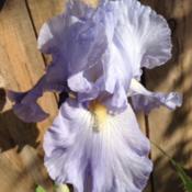 Babbling Brook Iris