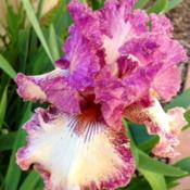 Brazen Beauty Iris