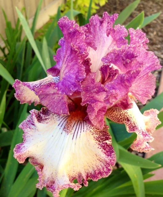 Photo of Tall Bearded Iris (Iris 'Brazen Beauty') uploaded by Ecograndma