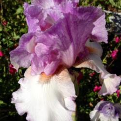Location: In backyard Elk Grove, CA
Date: 2014-04-07
Beginnings Iris