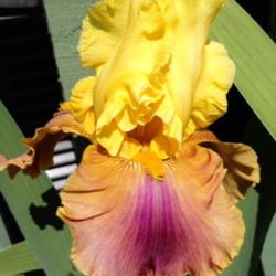 Location: In backyard Elk Grove, CA
Date: 2014-04-10
Instigator Tall Bearded Iris