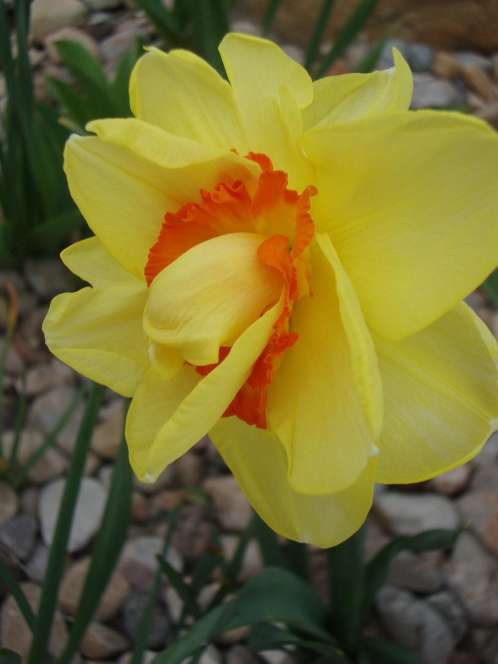 Photo of Double Daffodil (Narcissus 'Tahiti') uploaded by Paul2032