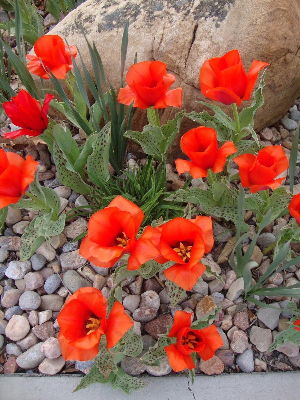 Photo of Greigii Tulip (Tulipa greigii 'Red Riding Hood') uploaded by Paul2032