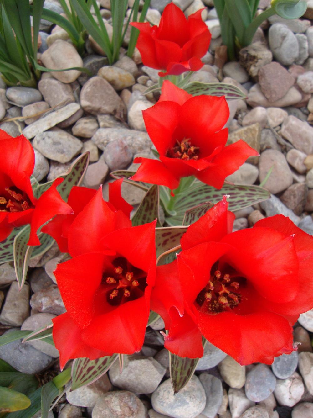 Photo of Greigii Tulip (Tulipa greigii 'Red Riding Hood') uploaded by Paul2032