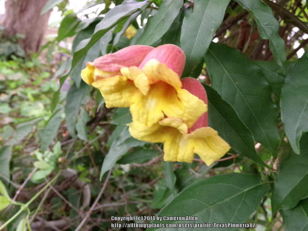 Photo of Cross Vine (Bignonia capreolata) uploaded by TexasPlumeria87
