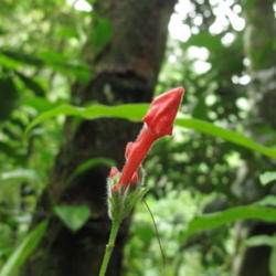 Location: Rainforest Paraty, Brazil
Date: 2013-12-08