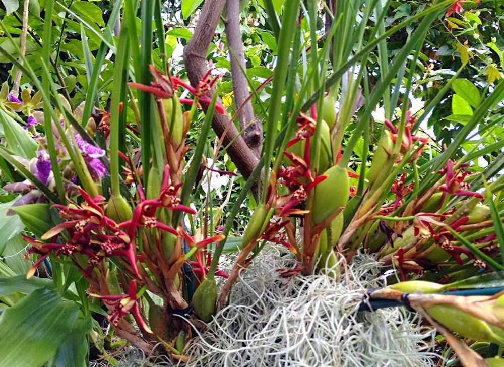 Photo of Coconut Orchid (Maxillaria tenuifolia) uploaded by bxncbx