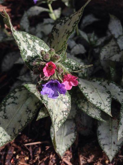 Photo of Lungwort (Pulmonaria 'High Contrast') uploaded by clintbrown