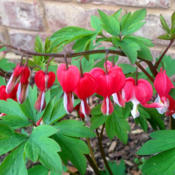 Dicentra 'Valentine' blooms here around the 2nd week of April. I 