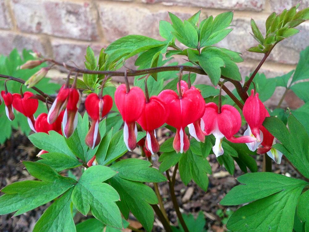 Photo of Bleeding Heart (Lamprocapnos spectabilis Valentine™) uploaded by clintbrown