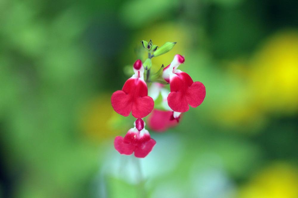 Photo of Blackcurrant Sage (Salvia microphylla 'Hot Lips') uploaded by luvsgrtdanes