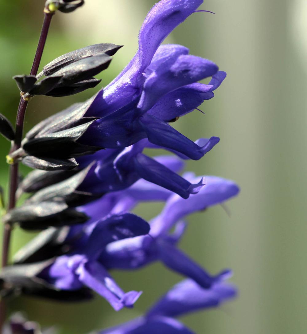 Photo of Anise-Scented Sage (Salvia coerulea 'Black and Blue') uploaded by luvsgrtdanes