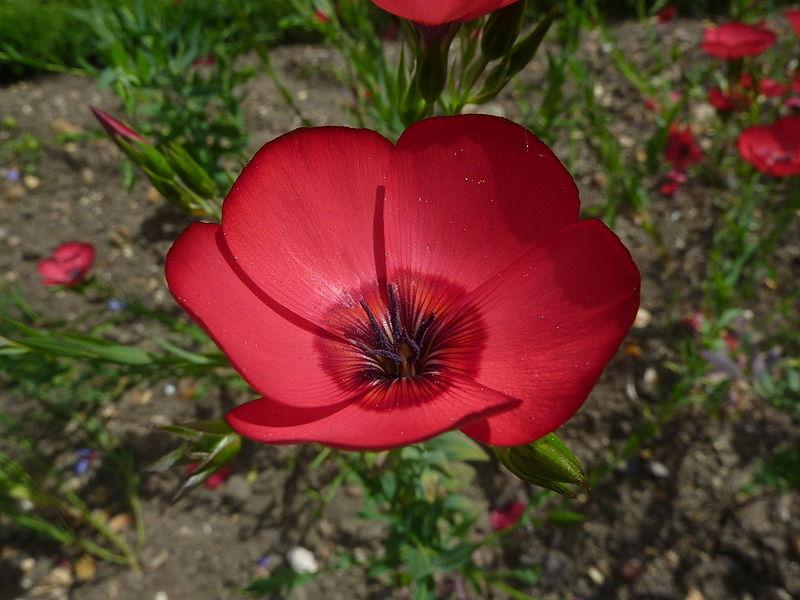 Photo of Scarlet Flax (Linum grandiflorum 'Rubrum') uploaded by robertduval14