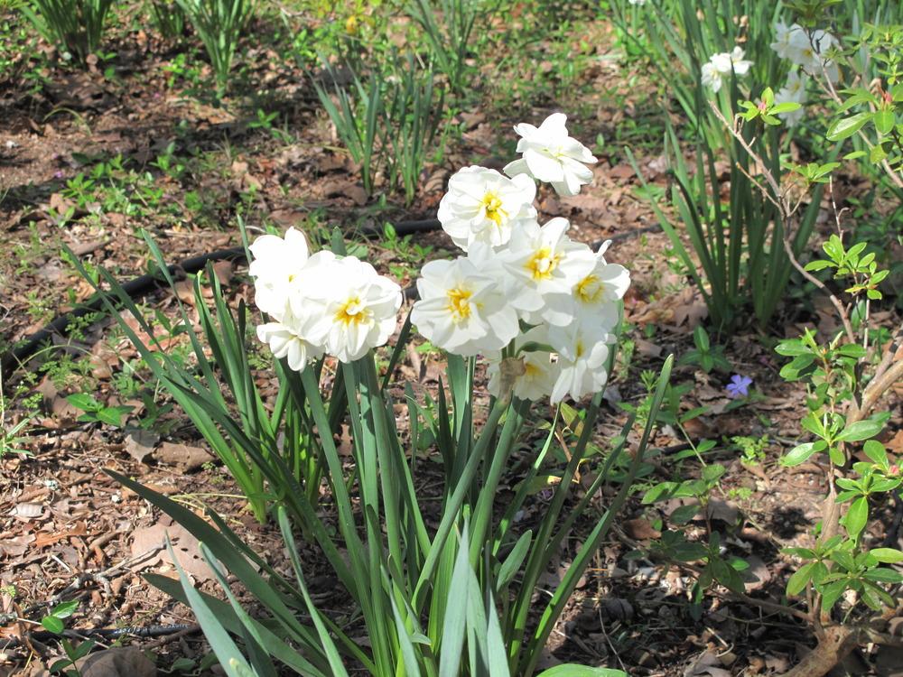 Photo of Double Daffodil (Narcissus 'Cheerfulness') uploaded by rocklady