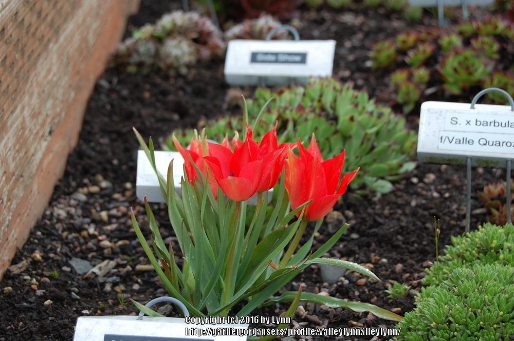 Photo of Tulip (Tulipa linifolia) uploaded by valleylynn
