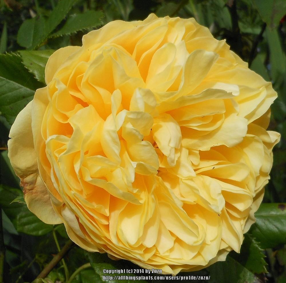Photo of Rose (Rosa 'Golden Zest') uploaded by zuzu
