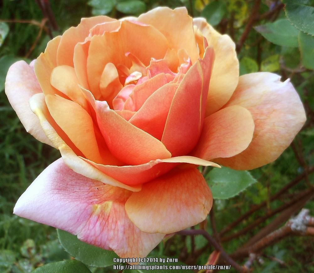 Photo of Rose (Rosa 'Thanksgiving') uploaded by zuzu