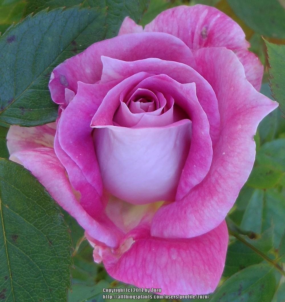 Photo of Rose (Rosa 'Margarete Fuchs') uploaded by zuzu
