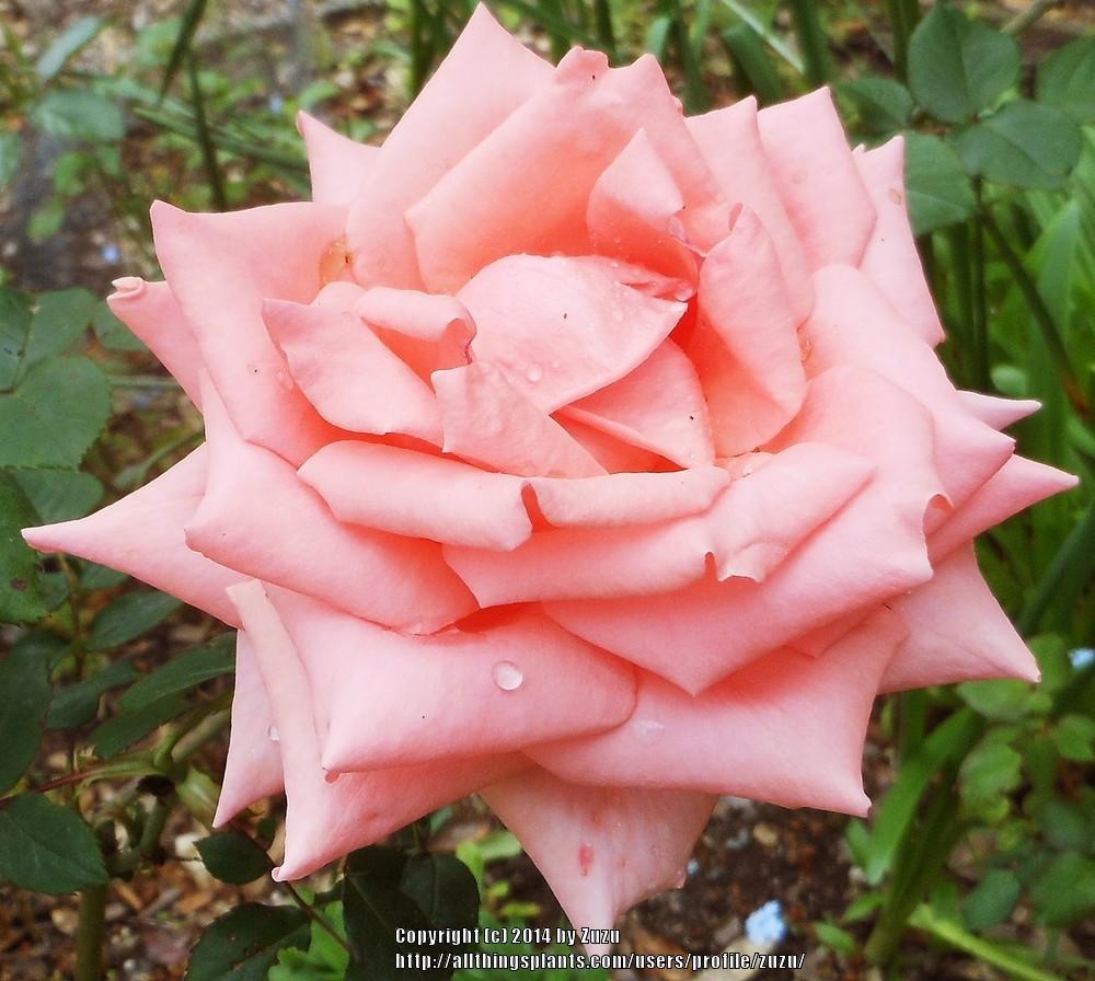 Photo of Rose (Rosa 'Breath of Life') uploaded by zuzu