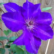 The President clematis 2014