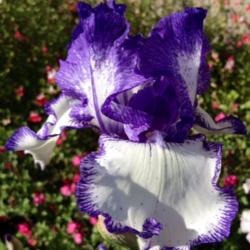 Location: In backyard, Elk Grove, CA
Date: 2014-04-11
Creative Stitchery Iris