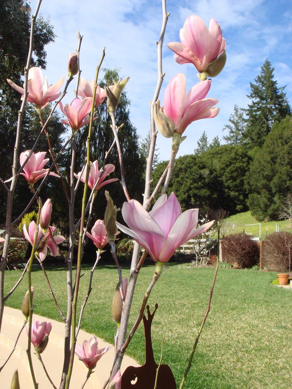Photo of Magnolia 'Heaven Scent' uploaded by Henhouse