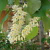 Styrax obassia flowers