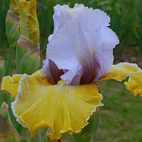 Photo of Tall Bearded Iris (Iris 'Saphir Jaune') uploaded by Misawa77