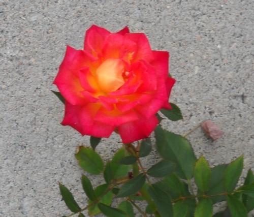 Photo of Rose (Rosa 'Hot Tamale') uploaded by Skiekitty