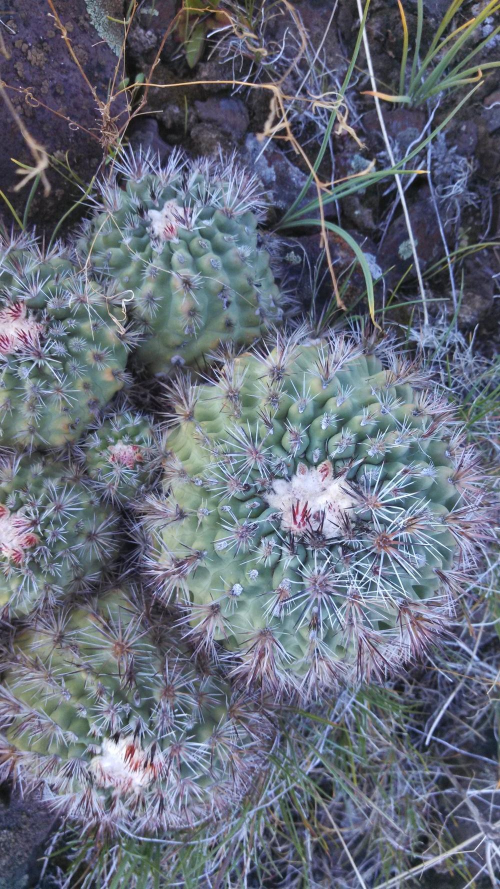 Photo of Columbia Plateau Cactus (Pediocactus nigrispinus) uploaded by a2b1c3