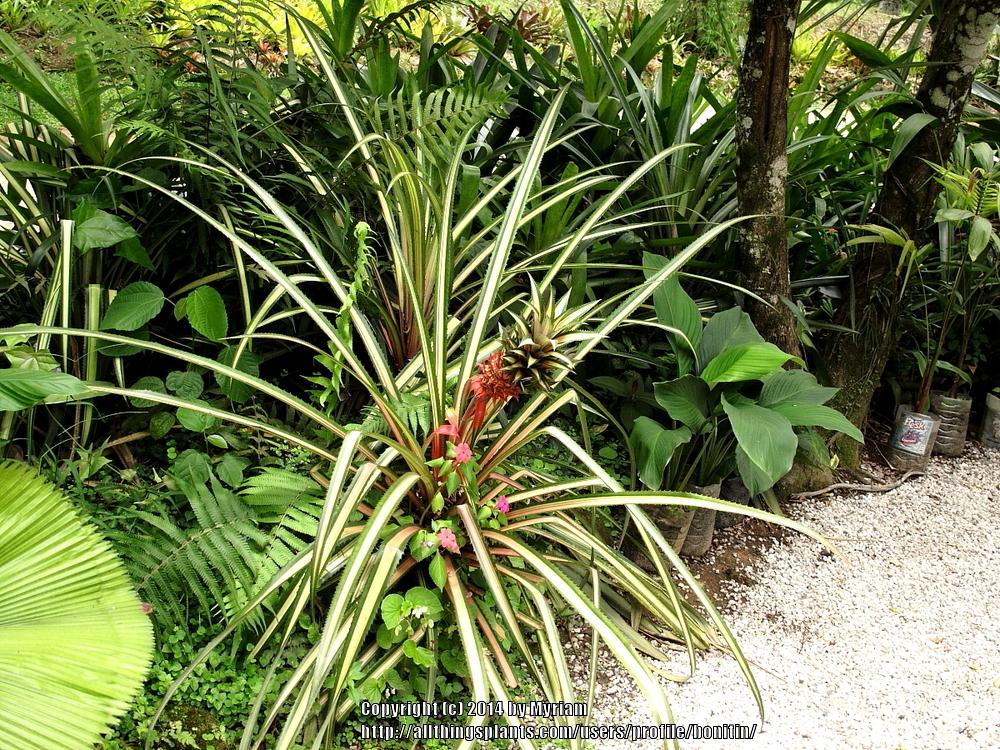 Photo of Red Pineapple (Ananas comosus var. bracteatus) uploaded by bonitin