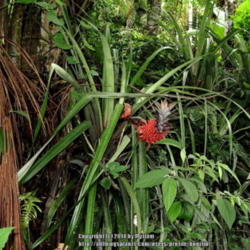 Location: Rainforest, Paraty, Brazil
Date: 2013-12-12