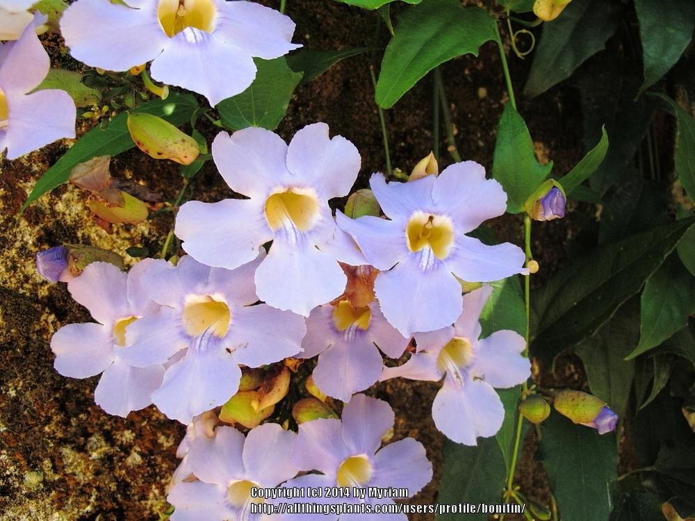 Photo of Blue Sky Vine (Thunbergia grandiflora) uploaded by bonitin