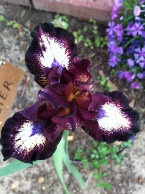 Photo of Standard Dwarf Bearded Iris (Iris 'Buster') uploaded by grannysgarden