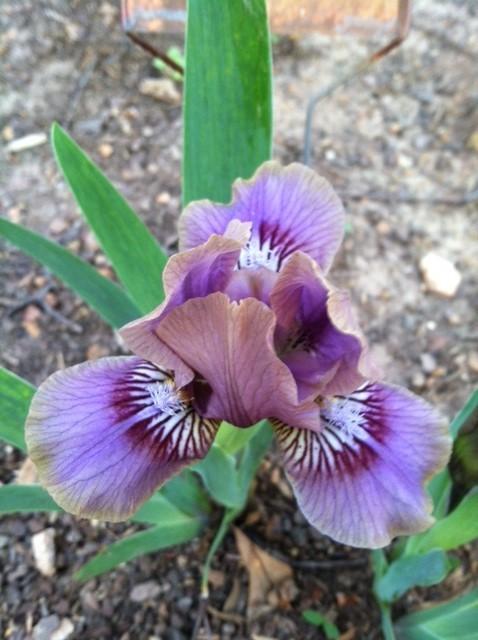 Photo of Standard Dwarf Bearded Iris (Iris 'Serendipity Elf') uploaded by grannysgarden