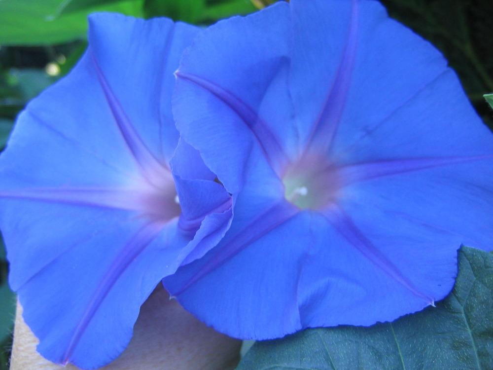 Photo of Oceanblue Morning Glory (Ipomoea indica) uploaded by luvsgrtdanes