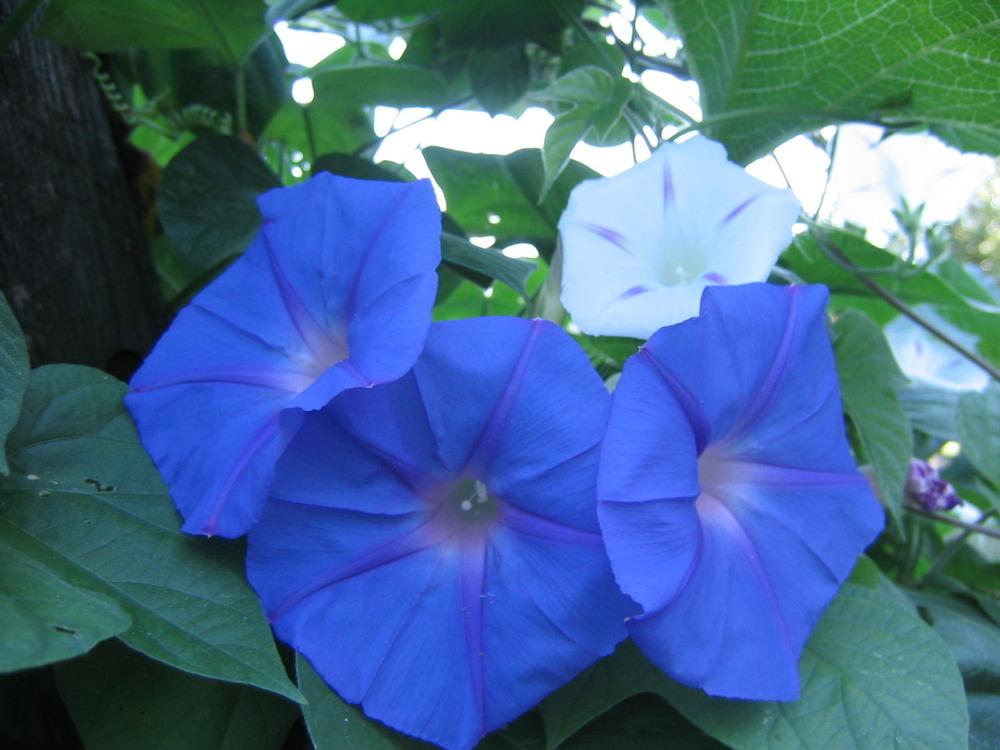 Photo of Oceanblue Morning Glory (Ipomoea indica) uploaded by luvsgrtdanes
