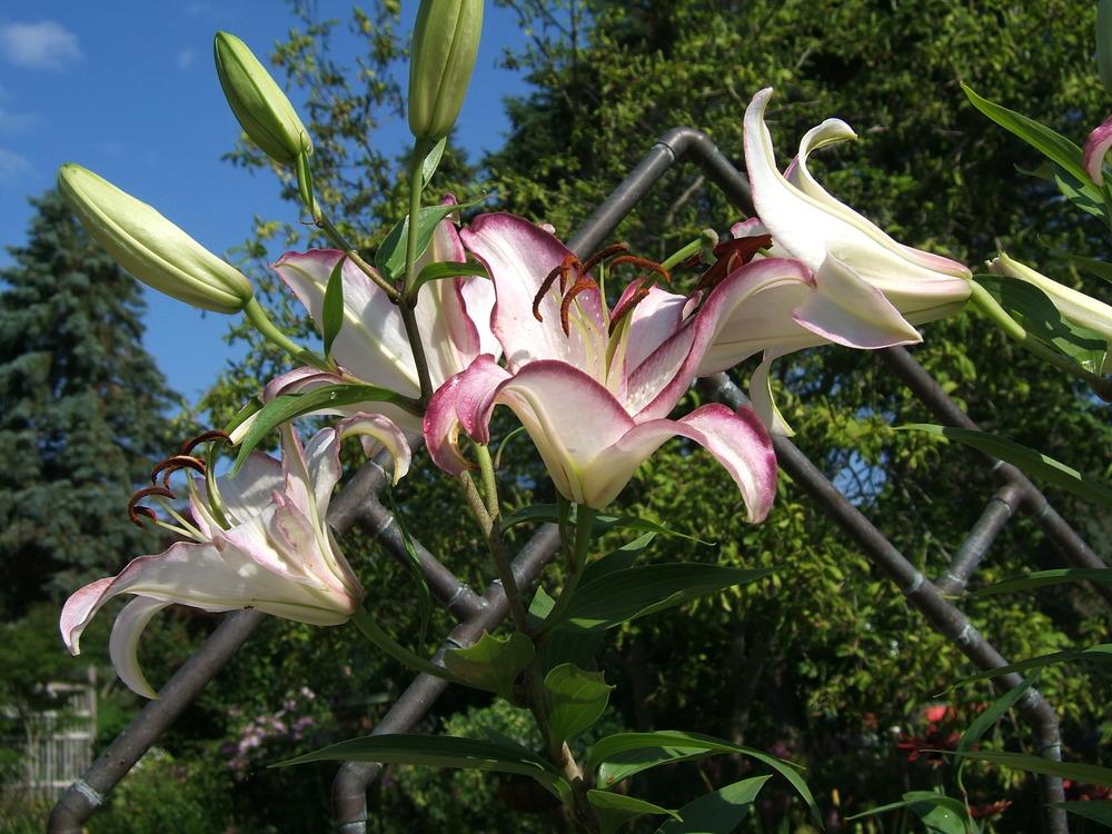 Photo of Lily (Lilium 'Hotline') uploaded by pirl