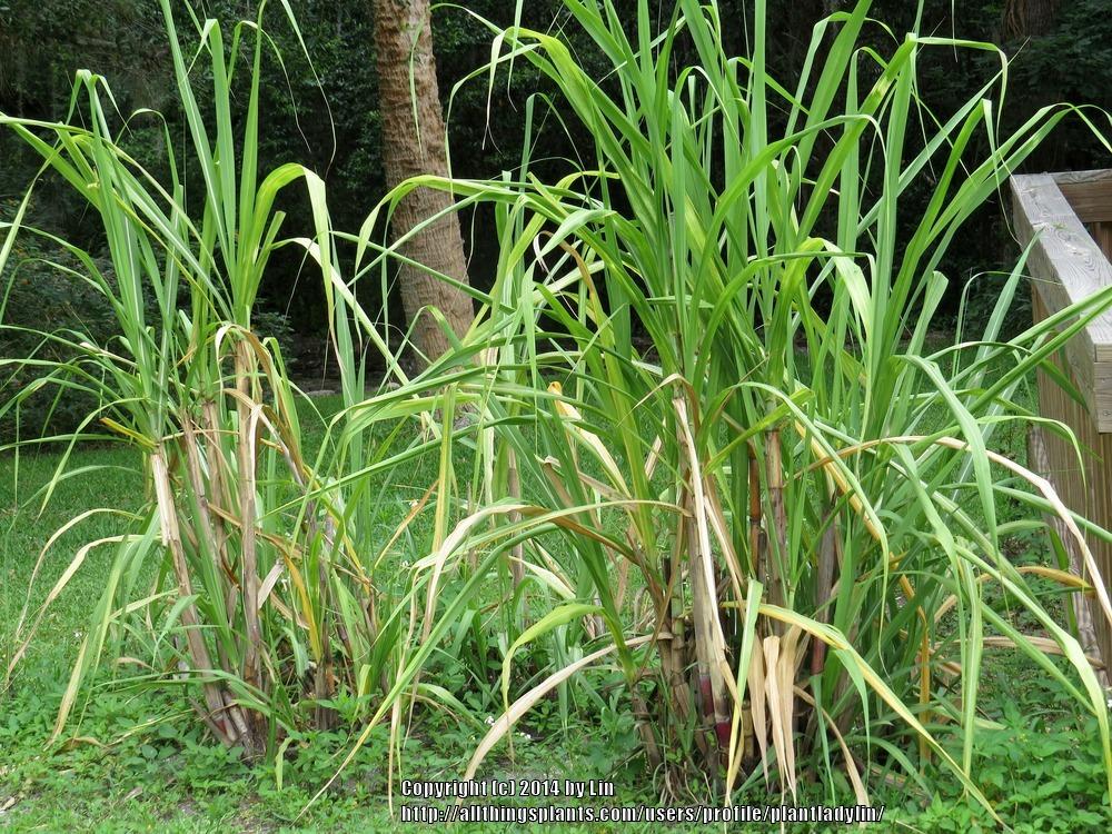 Photo of Sugar Cane (Saccharum officinarum) uploaded by plantladylin