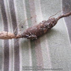 Location: Jacksonville, Fl.
Date: 2014-04-15
Tuber/root of this invasive vine