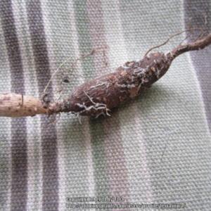 Tuber/root of this invasive vine